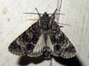 Acronicta_megacephala_haapayokkonen_IMG_6804.jpg