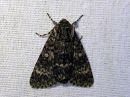 Acronicta_megacephala_haapayokkonen_IMG_6813.jpg