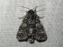 Acronicta_megacephala_haapayokkonen_IMG_7146.jpg