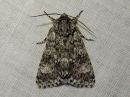 Acronicta_megacephala_haapayokkonen_IMG_7370.jpg