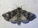 Acronicta_megacephala_haapayokkonen_IMG_8107.jpg