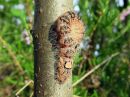 Acronicta_megacephala_larva_haapayokkonen_toukka_IMG_5006.jpg