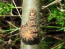 Acronicta_megacephala_larva_haapayokkonen_toukka_IMG_5012.jpg