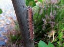 Acronicta_megacephala_larva_haapayokkonen_toukka_IMG_5014.jpg