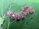 Acronicta_megacephala_larva_haapayokkonen_toukka_IMG_5283.jpg