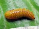 Acronicta_megacephala_pupa_haapayokkonen_kotelo_IMG_5962.jpg