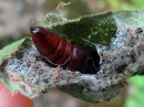 Acronicta_psi_cocoon_nuoliyokkonen_kotelokehto_IMG_2102.jpg