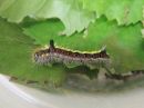 Acronicta_psi_larva_nuoliyokkonen_toukka_IMG_0419.jpg