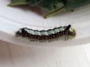 Acronicta_psi_larva_nuoliyokkonen_toukka_IMG_1294.jpg