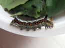 Acronicta_psi_larva_nuoliyokkonen_toukka_IMG_1296.jpg