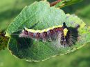 Acronicta_psi_larva_nuoliyokkonen_toukka_IMG_7628.jpg