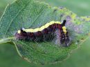 Acronicta_psi_larva_nuoliyokkonen_toukka_IMG_7631.jpg