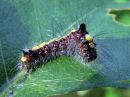 Acronicta_psi_larva_nuoliyokkonen_toukka_IMG_9366.jpg