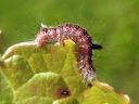 Acronicta_psi_larva_nuoliyokkonen_toukka_IMG_9425.jpg