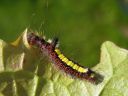 Acronicta_psi_larva_nuoliyokkonen_toukka_IMG_9426.jpg