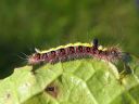 Acronicta_psi_larva_nuoliyokkonen_toukka_IMG_9429.jpg