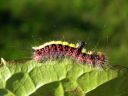 Acronicta_psi_larva_nuoliyokkonen_toukka_IMG_9431.jpg