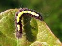 Acronicta_psi_larva_nuoliyokkonen_toukka_IMG_9433.jpg