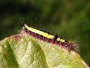 Acronicta_psi_larva_nuoliyokkonen_toukka_IMG_9434.jpg