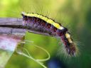 Acronicta_psi_larva_nuoliyokkonen_toukka_IMG_9443.jpg