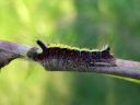 Acronicta_psi_larva_nuoliyokkonen_toukka_IMG_9444.jpg