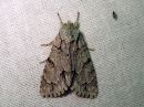 Acronicta_psi_nuoliyokkonen_IMG_0422.jpg