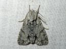 Acronicta_psi_nuoliyokkonen_IMG_0848.jpg