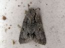 Tiedostonimi=Acronicta_psi_nuoliyokkonen_IMG_3126.jpg
Tiedostokoko=66kt
Koko=600x450
Lisätty=28.04.2016 Acronicta_psi_nuoliyokkonen_IMG_3126.jpg