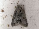 Acronicta_psi_nuoliyokkonen_IMG_3126.jpg