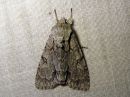 Acronicta_psi_nuoliyokkonen_IMG_4655.jpg