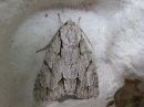 Acronicta_psi_nuoliyokkonen_IMG_7119.jpg