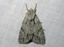 Acronicta_psi_nuoliyokkonen_IMG_9936.jpg