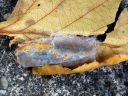 Acronicta_rumicis_cocoon_pilkkuiltayokkonen_kotelokehto_IMG_0046.JPG