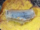 Acronicta_rumicis_cocoon_pilkkuiltayokkonen_kotelokehto_IMG_0049.jpg