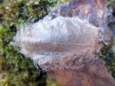 Acronicta_rumicis_cocoon_pilkkuiltayokkonen_kotelokehto_IMG_2925.jpg