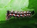 Acronicta_rumicis_larva_pilkkuiltayokkonen_toukka_IMG_0054.jpg