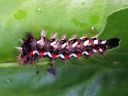 Acronicta_rumicis_larva_pilkkuiltayokkonen_toukka_IMG_0055.jpg