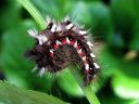 Acronicta_rumicis_larva_pilkkuiltayokkonen_toukka_IMG_0136.jpg