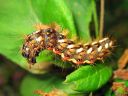 Acronicta_rumicis_larva_pilkkuiltayokkonen_toukka_IMG_0230.jpg