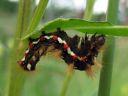 Acronicta_rumicis_larva_pilkkuiltayokkonen_toukka_IMG_0296.JPG