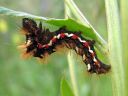 Acronicta_rumicis_larva_pilkkuiltayokkonen_toukka_IMG_0297.JPG