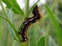 Acronicta_rumicis_larva_pilkkuiltayokkonen_toukka_IMG_0608.JPG