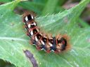 Acronicta_rumicis_larva_pilkkuiltayokkonen_toukka_IMG_0610.JPG