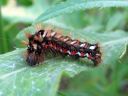 Acronicta_rumicis_larva_pilkkuiltayokkonen_toukka_IMG_0612.JPG