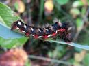 Acronicta_rumicis_larva_pilkkuiltayokkonen_toukka_IMG_2467.jpg