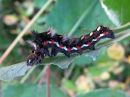 Acronicta_rumicis_larva_pilkkuiltayokkonen_toukka_IMG_2475.jpg