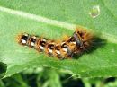 Acronicta_rumicis_larva_pilkkuiltayokkonen_toukka_IMG_4722.jpg