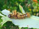 Acronicta_rumicis_larva_pilkkuiltayokkonen_toukka_IMG_4917.jpg