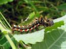 Acronicta_rumicis_larva_pilkkuiltayokkonen_toukka_IMG_4961.jpg