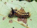 Acronicta_rumicis_larva_pilkkuiltayokkonen_toukka_IMG_6395.jpg